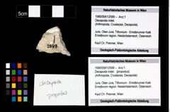 Foto (Objekt + Etikett) von Decapoda indet.  (NHMW-GEO-1990-0041-2599)